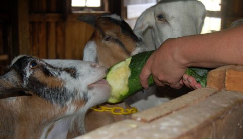 goat eating a vegetable