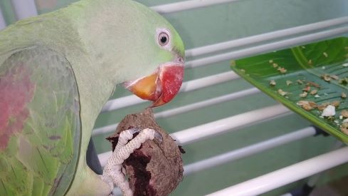 can parrots eat beets