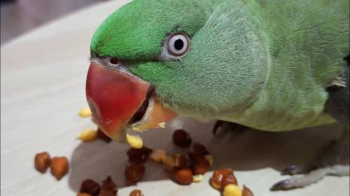 can parrots eat chickpeas