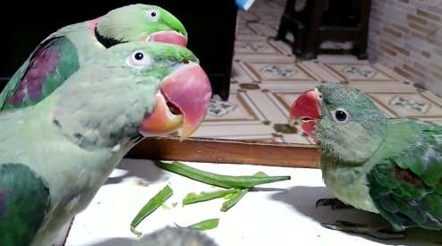 can parrots eat green beans