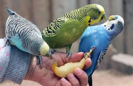 can parrots eat nectarines