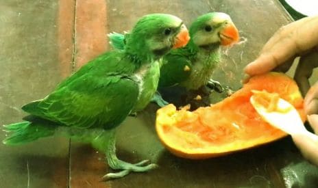 can parrots eat papaya