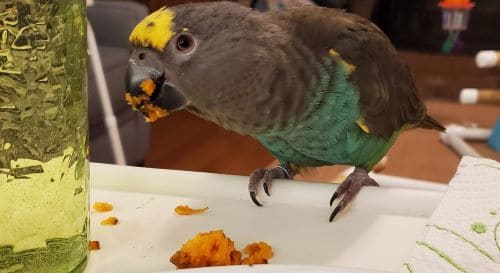 can parrots eat sweet potatoes