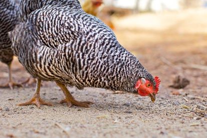 chicken feeding