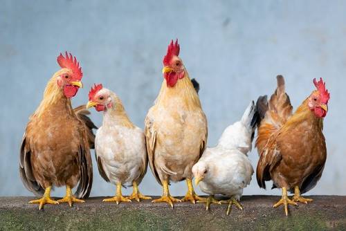 chickens standing