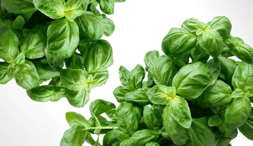 fresh basil