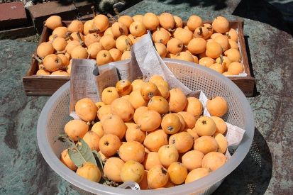 fresh loquats