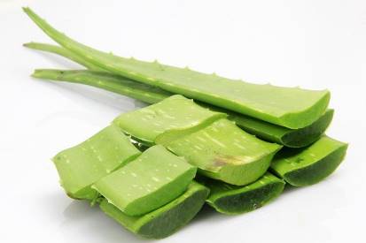 aloe vera plant