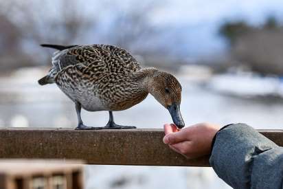 can ducks eat sweet feed