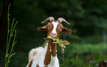 can goats eat cilantro