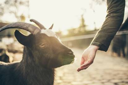 feeding a goat