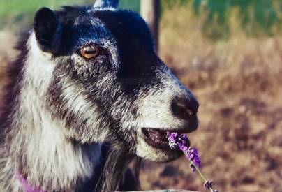 can goats eat lavender