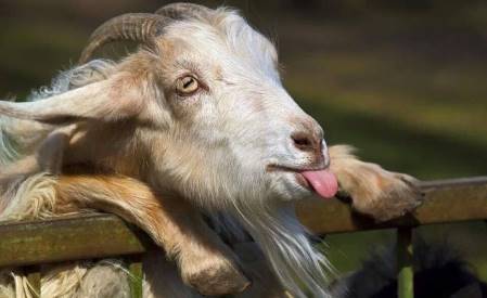 goat sticking out tongue