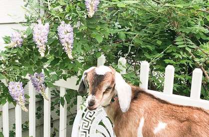 can goats eat wisteria