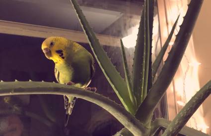 can parrots eat aloe vera