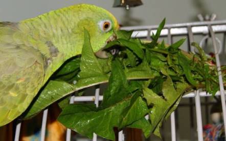 parrot eating greens