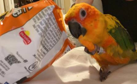 can parrots eat cheetos