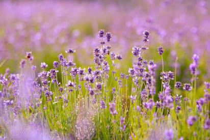 lavender plants