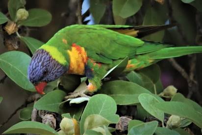 parrot eating greens