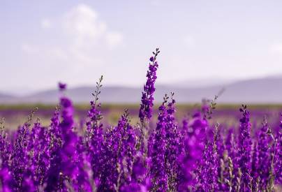 purple lavender flowers
