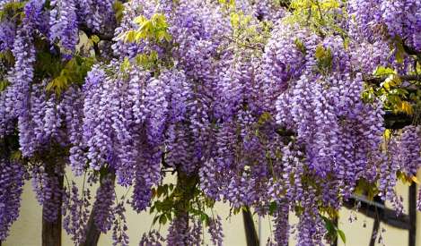 wisteria tree flowers