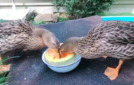 can ducks eat cantaloupe