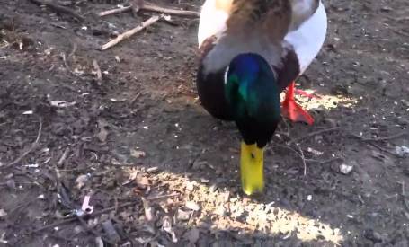 duck eating bird seed