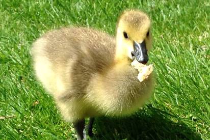 baby duckling eating