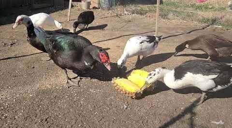 can ducks eat pineapple