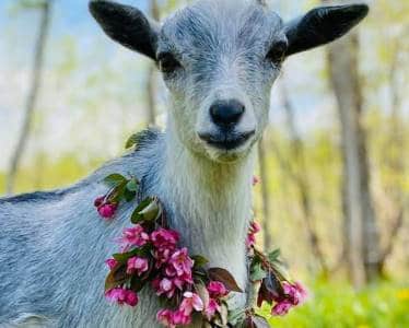 can goats eat crab apples