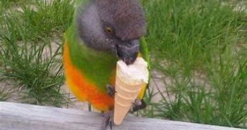 Can Parrots Eat Ice Cream? The Fun, The Fear, and the Dairy-Free Alternatives