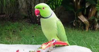 Can Parrots Eat Spicy Food? Important Things to be Aware of