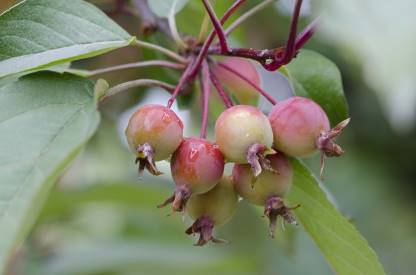 crab apples in tree