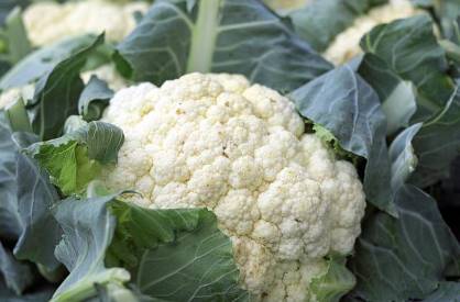fresh white cauliflower