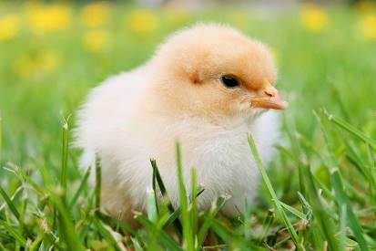 baby chick in grass
