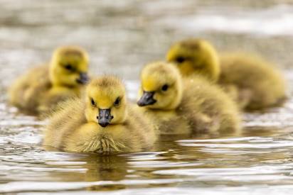 baby geese goslings