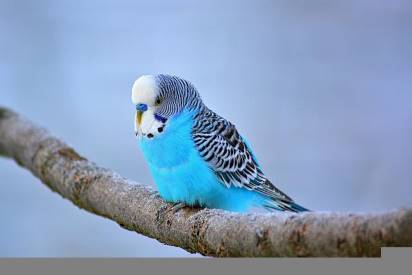budgie in tree