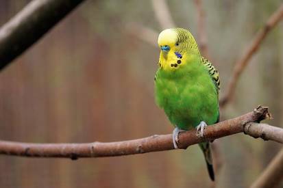 budgie on tree branch