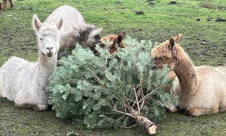 can alpacas eat pine trees