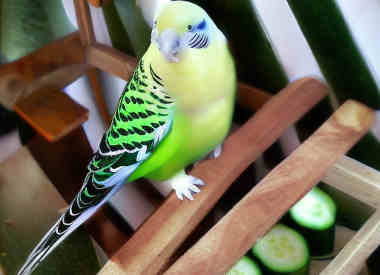 can budgies eat cucumber