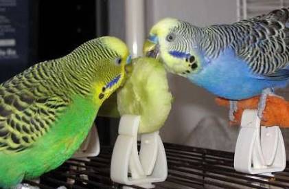 can budgies eat cucumber
