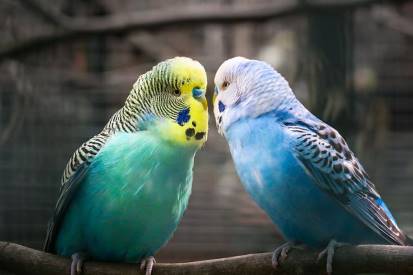 two budgies