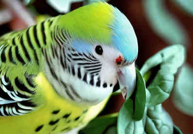 can budgies eat spinach