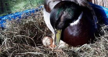 Can Ducks Eat Eggs? 3 Surprising Benefits