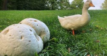 Can Ducks Eat Mushrooms: Benefits & Things to Watch