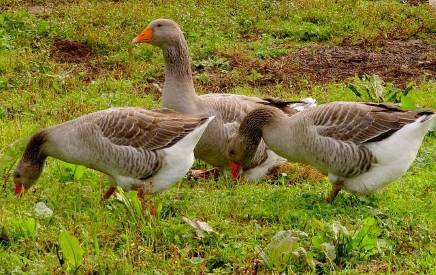 geese in a field
