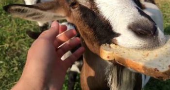 Can Goats Eat Bread? Yes, but Moderation is Key