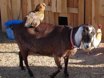 can goats eat chicken feed