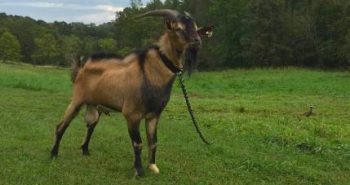 Can Goats Eat Mushrooms? Benefits & Dangers