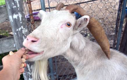can goats eat peanuts